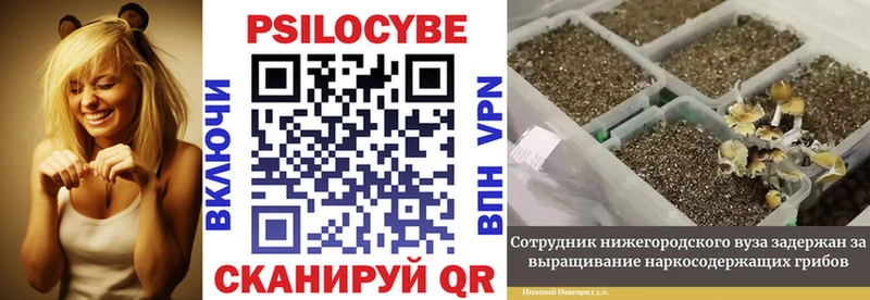 закладки  Балтийск  маркетплейс клад  Галлюциногенные грибы Magic Shrooms 